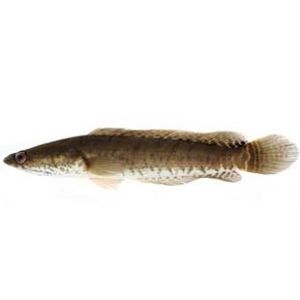 The Biodiversity of Singapore- Channa striata