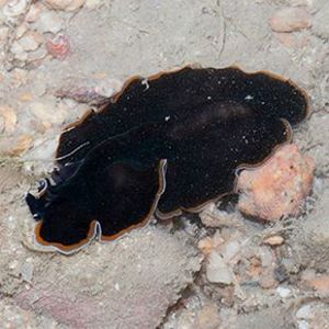 The Biodiversity of Singapore Pseudobiceros hancockanus