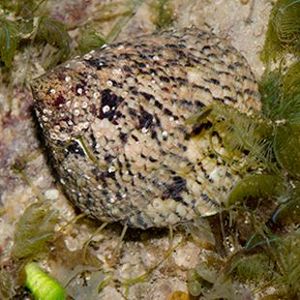 The Biodiversity of Singapore- Trochidae sp.