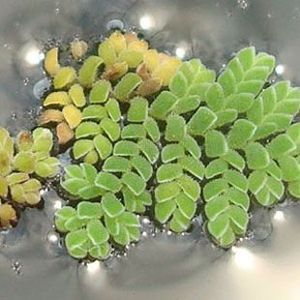 The Biodiversity of Singapore- Azolla pinnata
