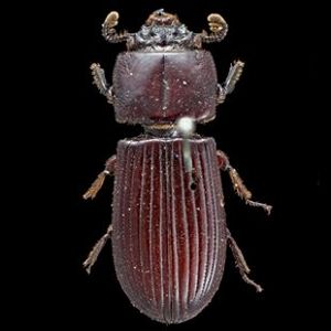 The Biodiversity of Singapore Leptaulax sp. AYC 173