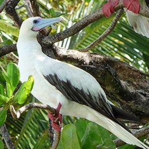 The Biodiversity of Singapore- Sula sula