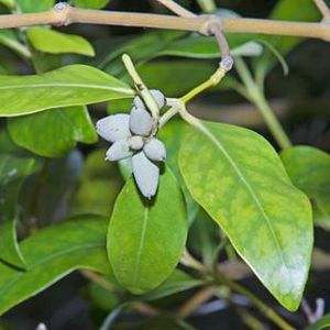 The Biodiversity of Singapore- Avicennia marina