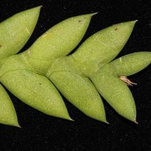 The Biodiversity of Singapore- Dendrobium aloifolium