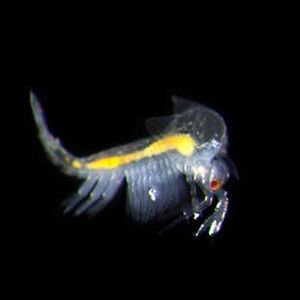 The Biodiversity of Singapore Leptostraca sp. 3