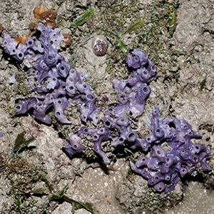 the-biodiversity-of-singapore-haliclona-sp