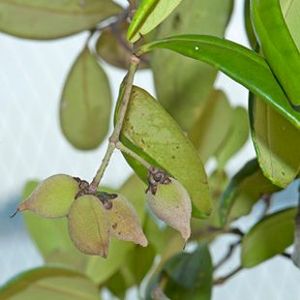 The Biodiversity of Singapore- Avicennia officinalis