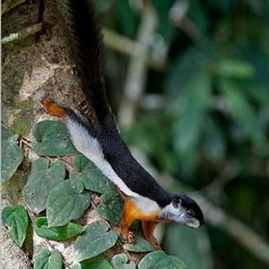 The Biodiversity of Singapore- Callosciurus prevostii