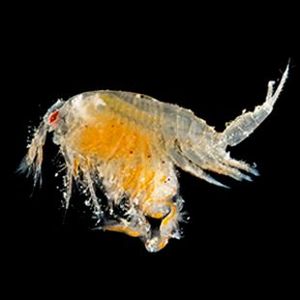 The Biodiversity of Singapore Leptostraca sp. 10