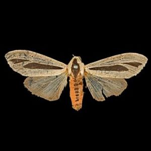 The Biodiversity of Singapore- Creatonotos gangis