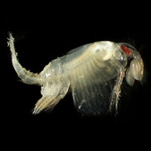 The Biodiversity of Singapore Leptostraca sp. 4