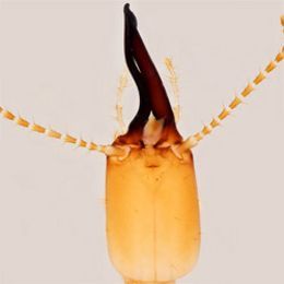 The Biodiversity of Singapore Procapritermes sp. 
