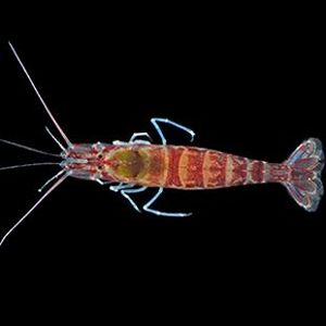 Potamalpheops tigger