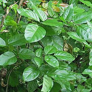 The Biodiversity of Singapore- Pongamia pinnata