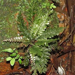 The Biodiversity of Singapore Cephalomanes javanicum